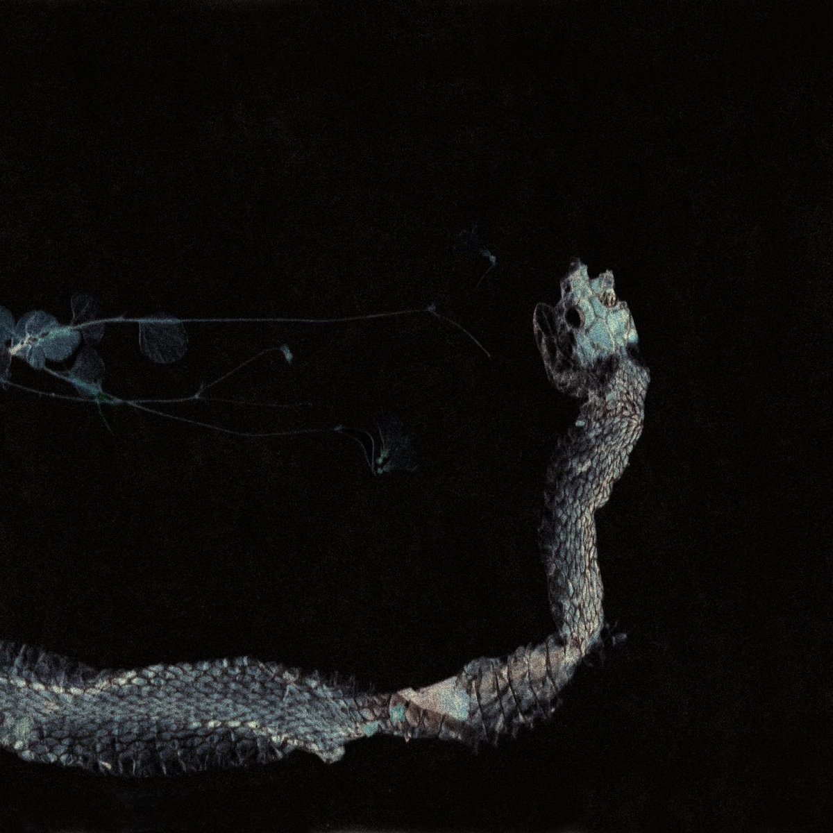 Maaäet cover art